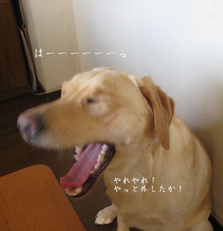 母ちゃんちの晩御飯とどたばた日記-あくび