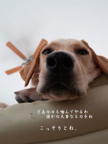 母ちゃんちの晩御飯とどたばた日記-P9025968