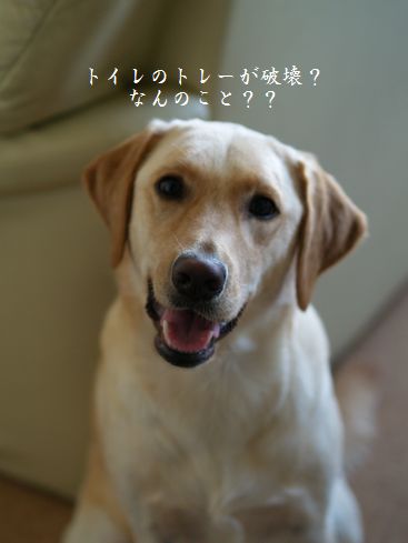母ちゃんちの晩御飯とどたばた日記-笑顔?