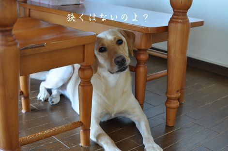 母ちゃんちの晩御飯とどたばた日記