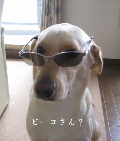 母ちゃんちの晩御飯とどたばた日記-サングラス1
