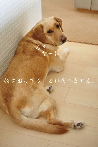 井上かなえオフィシャルブログ 「母ちゃんちの晩御飯とどたばた日記」Powered by Ameba