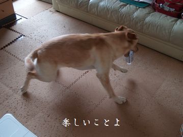 母ちゃんちの晩御飯とどたばた日記