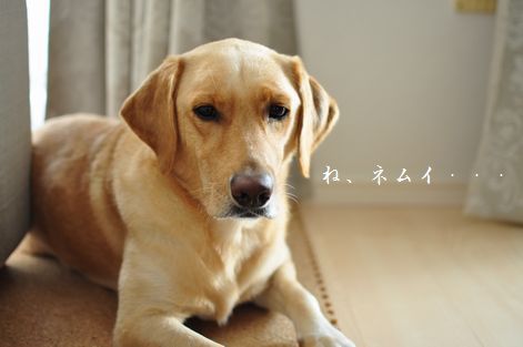井上かなえオフィシャルブログ 「母ちゃんちの晩御飯とどたばた日記」Powered by Ameba