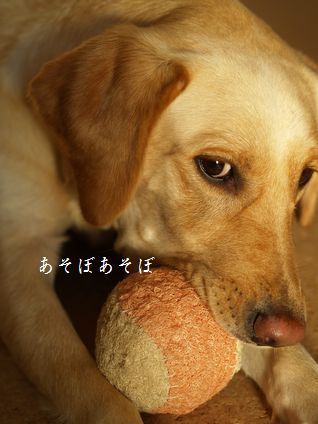 母ちゃんちの晩御飯とどたばた日記