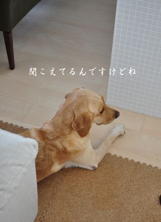 井上かなえオフィシャルブログ　「母ちゃんちの晩御飯とどたばた日記」Powered by Ameba