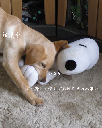 戦う女