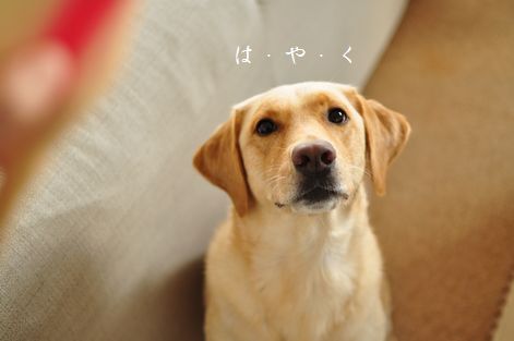 井上かなえオフィシャルブログ　「母ちゃんちの晩御飯とどたばた日記」Powered by Ameba