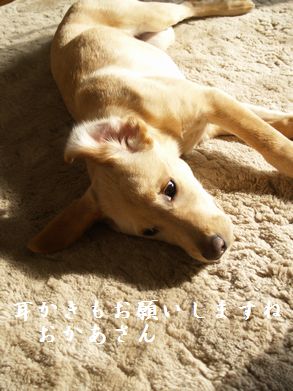 ごろごろ