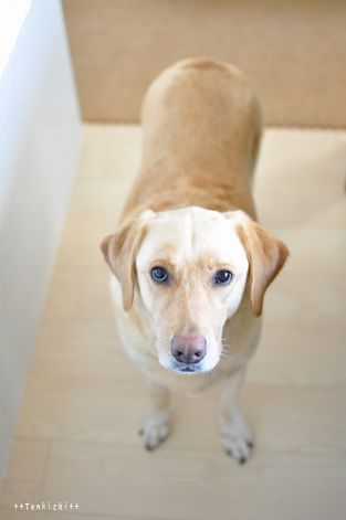 井上かなえオフィシャルブログ　「母ちゃんちの晩御飯とどたばた日記」Powered by Ameba