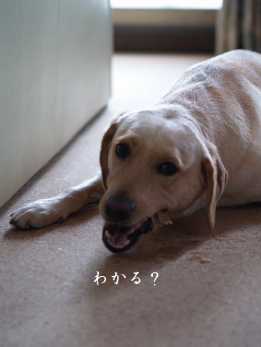 母ちゃんちの晩御飯とどたばた日記-むしゃ6
