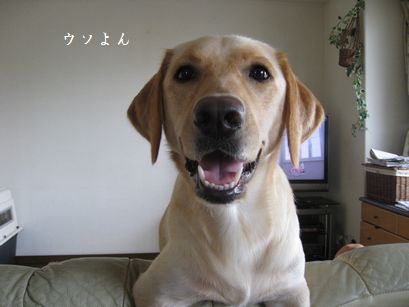 母ちゃんちの晩御飯とどたばた日記