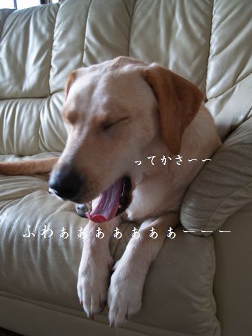 母ちゃんちの晩御飯とどたばた日記-P9256485