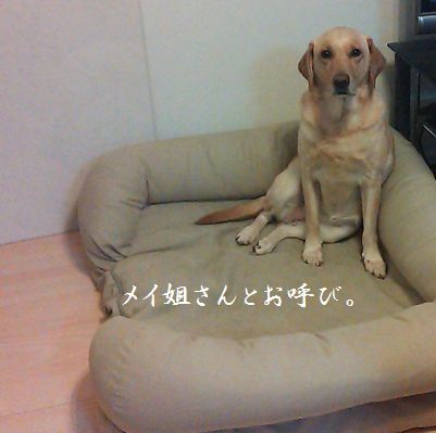井上かなえオフィシャルブログ 「母ちゃんちの晩御飯とどたばた日記」Powered by Ameba