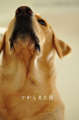 井上かなえオフィシャルブログ　「母ちゃんちの晩御飯とどたばた日記」Powered by Ameba