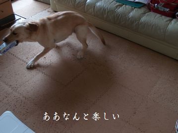 母ちゃんちの晩御飯とどたばた日記