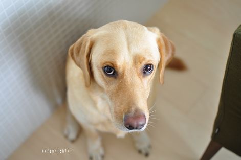 井上かなえオフィシャルブログ　「母ちゃんちの晩御飯とどたばた日記」Powered by Ameba