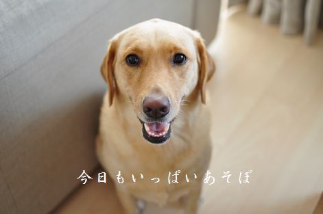 井上かなえオフィシャルブログ　「母ちゃんちの晩御飯とどたばた日記」Powered by Ameba