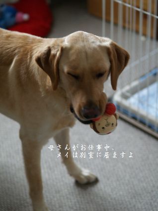 母ちゃんちの晩御飯とどたばた日記