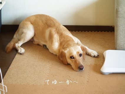 母ちゃんちの晩御飯とどたばた日記