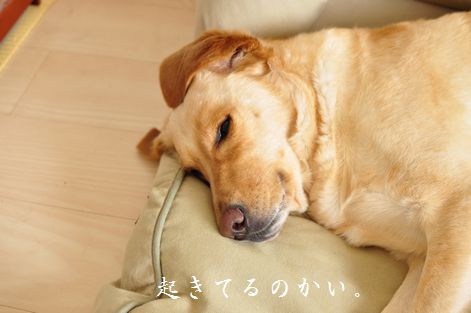 井上かなえオフィシャルブログ　「母ちゃんちの晩御飯とどたばた日記」Powered by Ameba