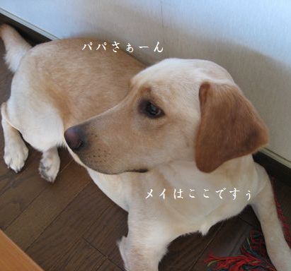 母ちゃんちの晩御飯とどたばた日記-パパさん
