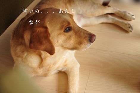 井上かなえオフィシャルブログ　「母ちゃんちの晩御飯とどたばた日記」Powered by Ameba