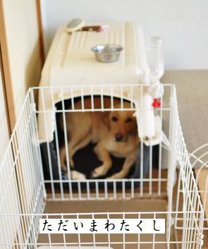 母ちゃんちの晩御飯とどたばた日記