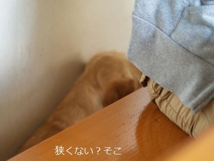 母ちゃんちの晩御飯とどたばた日記