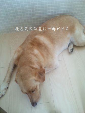 井上かなえオフィシャルブログ　「母ちゃんちの晩御飯とどたばた日記」Powered by Ameba