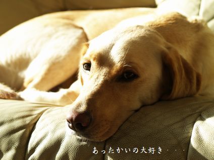 母ちゃんちの晩御飯とどたばた日記