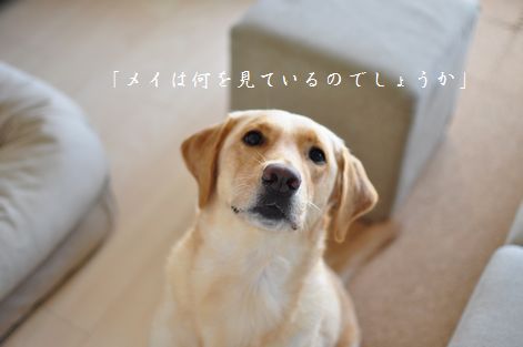 井上かなえオフィシャルブログ　「母ちゃんちの晩御飯とどたばた日記」Powered by Ameba