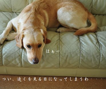 母ちゃんちの晩御飯とどたばた日記