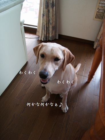 母ちゃんちの晩御飯とどたばた日記-P9106117