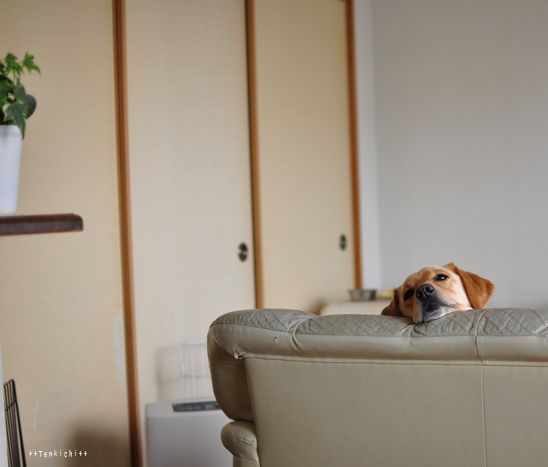 母ちゃんちの晩御飯とどたばた日記