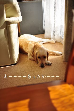 母ちゃんちの晩御飯とどたばた日記
