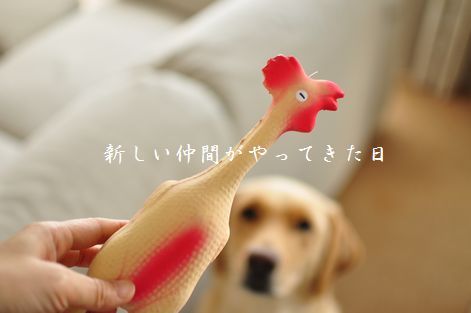 井上かなえオフィシャルブログ　「母ちゃんちの晩御飯とどたばた日記」Powered by Ameba