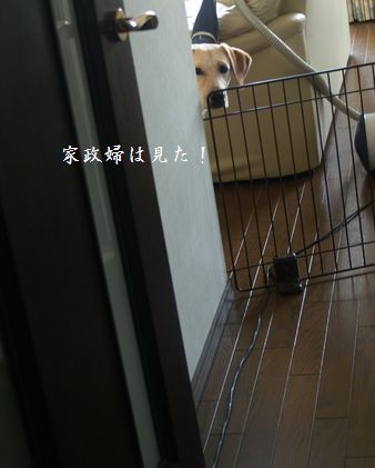 家政婦シリーズ