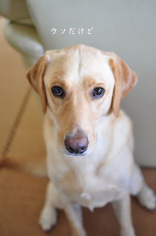 母ちゃんちの晩御飯とどたばた日記
