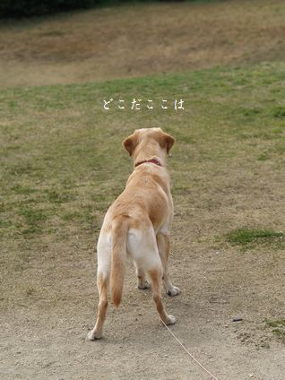 母ちゃんちの晩御飯とどたばた日記