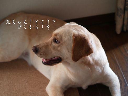 母ちゃんちの晩御飯とどたばた日記-どこどこ!