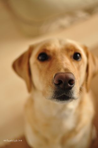 井上かなえオフィシャルブログ 「母ちゃんちの晩御飯とどたばた日記」Powered by Ameba