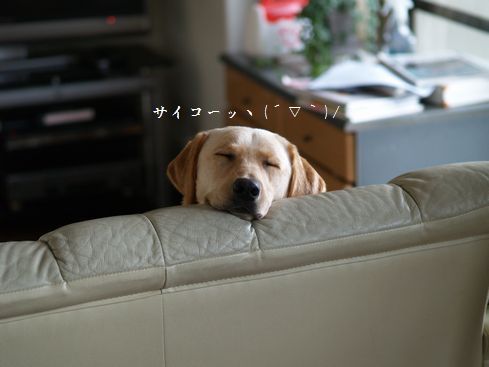 メイ