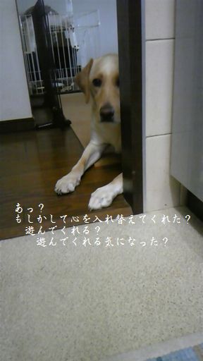 母ちゃんちの晩御飯とどたばた日記