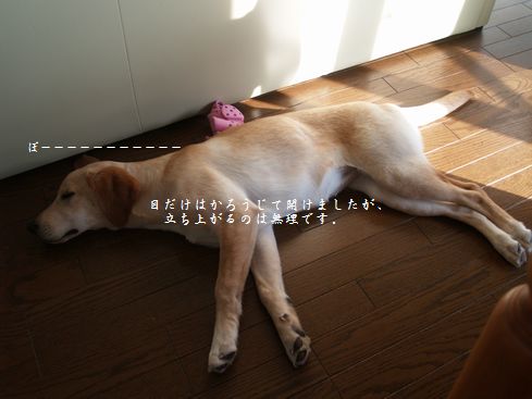 寝る犬