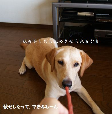 母ちゃんちの晩御飯とどたばた日記-P7174594