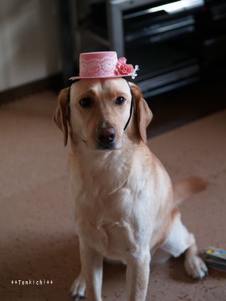 母ちゃんちの晩御飯とどたばた日記