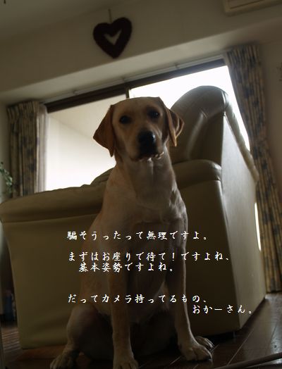 tenkichiのブログ-PC178592