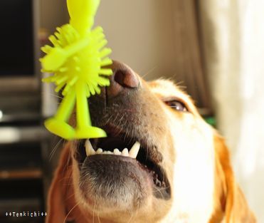 井上かなえオフィシャルブログ　「母ちゃんちの晩御飯とどたばた日記」Powered by Ameba