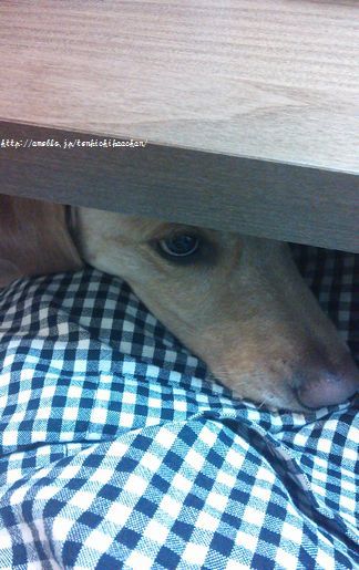 井上かなえオフィシャルブログ　「母ちゃんちの晩御飯とどたばた日記」Powered by Ameba